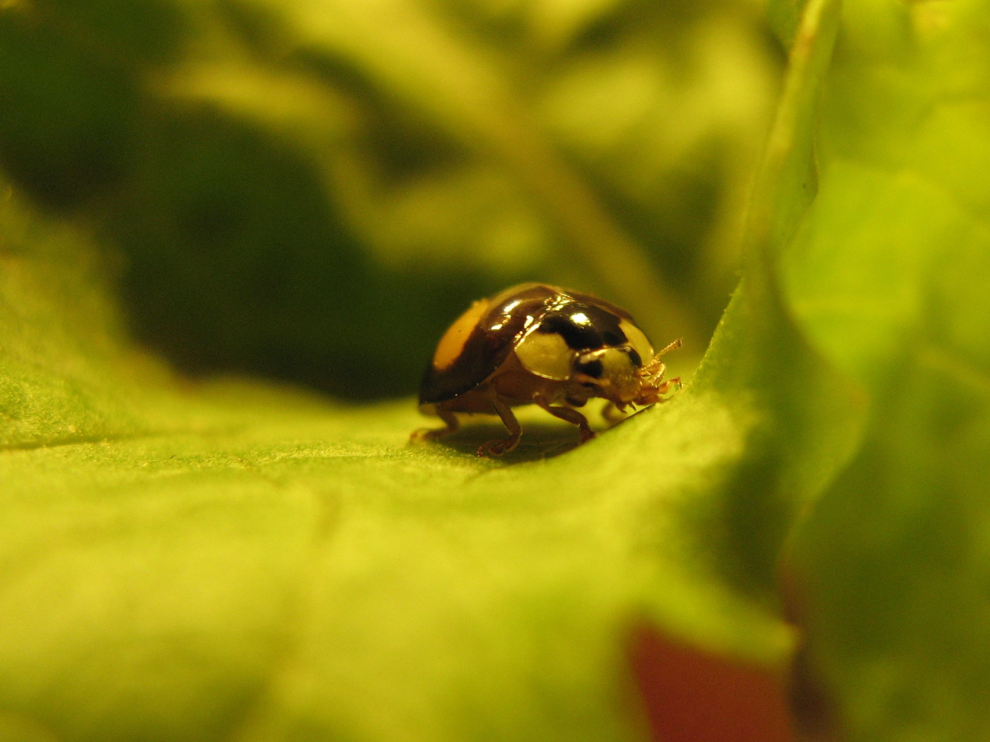 Image 31